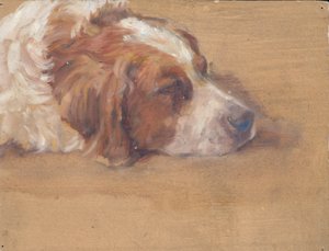 Tête de chien (étude)
