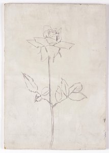 Rose - Walther Gamerith