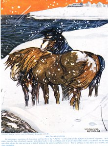 Poneys Shetland, illustration de 