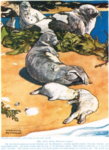 Le phoque gris, illustration de 