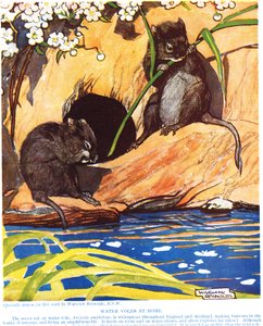 Campagnols aquatiques chez eux, illustration de 