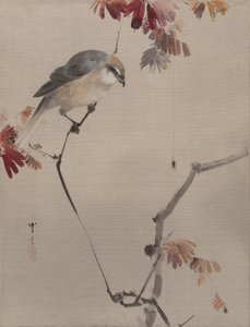Oiseau sur une branche regardant une araignée
