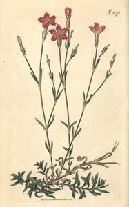 Oeillet des champs - Dianthus campestris. Gravure botanique coloriée à la main par Weddell, tirée du Curtis