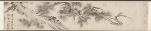 Vieux pin, fin des années 1530