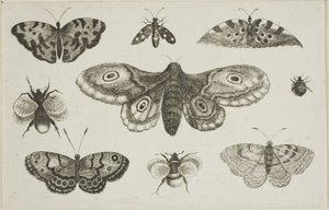 Un papillon de nuit, des papillons et des abeilles