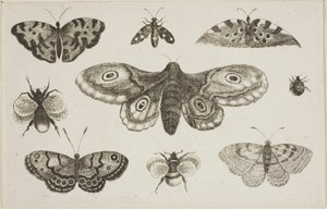 Un papillon de nuit, des papillons et des abeilles - Wenceslaus Hollar
