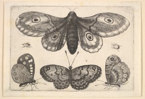 Un papillon de nuit, trois papillons et deux coléoptères, 1646