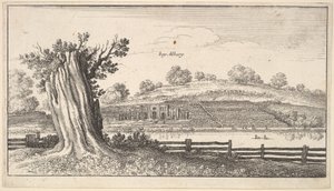 Albury avec une souche d