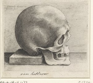 Étude anatomique d