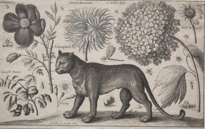 Animaux et plantes : Léopard avec plantes et insectes
