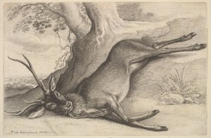 Cerf mort, 1646 - Wenceslaus Hollar