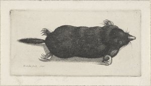 Taupe morte - Wenceslaus Hollar