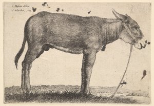 Âne, 1649 - Wenceslaus Hollar