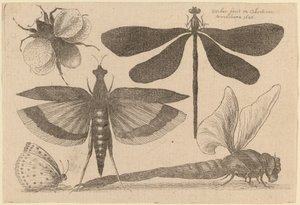 Libellules, un bourdon et un papillon - Wenceslaus Hollar