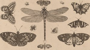 Libellule, coccinelles et papillons - Wenceslaus Hollar