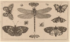 Libellule, coccinelles et papillons - Wenceslaus Hollar