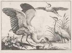 Trois hérons - Wenceslaus Hollar