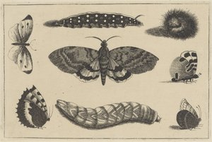 Trois chenilles, un papillon de nuit et quatre papillons - Wenceslaus Hollar