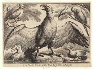 Aigle et autres oiseaux