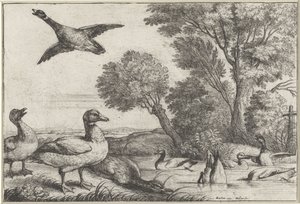 Canards - Wenceslaus Hollar