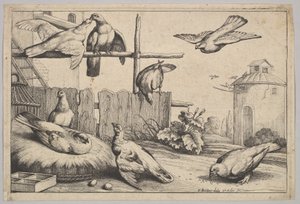 Huit colombes, 1625-1677 - Wenceslaus Hollar