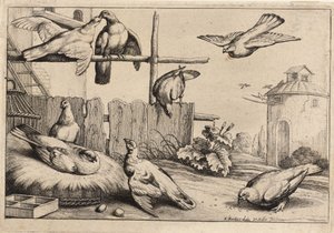 Huit colombes - Wenceslaus Hollar