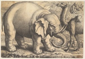 Éléphant et chameau, 17ème siècle