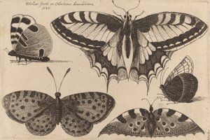 Cinq papillons, 1646 - Wenceslaus Hollar