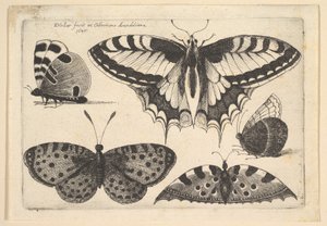 Cinq papillons, 1646 - Wenceslaus Hollar