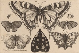Cinq papillons, un papillon de nuit et deux coléoptères, 1646 - Wenceslaus Hollar