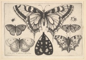 Cinq papillons, un papillon de nuit et deux coléoptères, 1646