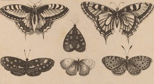 Cinq papillons et un papillon de nuit