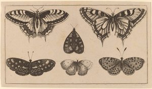 Cinq papillons et un papillon de nuit