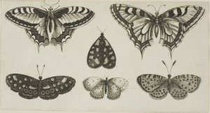 Cinq papillons et un papillon de nuit - Wenceslaus Hollar