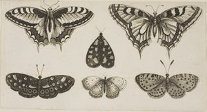 Cinq papillons et un papillon de nuit - Wenceslaus Hollar