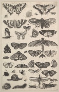 Quarante et un Insectes, y compris des papillons de nuit et des papillons, 1625-77 - Wenceslaus Hollar
