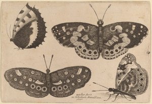Quatre papillons - Wenceslaus Hollar
