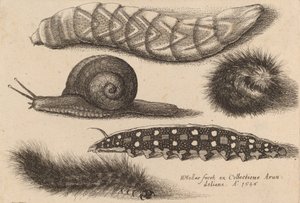 Quatre chenilles et un escargot, 1646