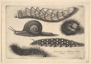 Quatre chenilles et un escargot