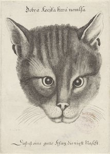 Tête de chat - Wenceslaus Hollar
