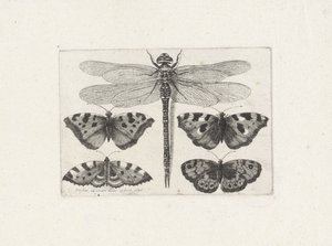 Libellule et quatre papillons - Wenceslaus Hollar
