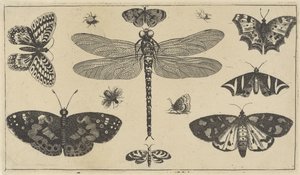 Libellule, coccinelles et papillons - Wenceslaus Hollar