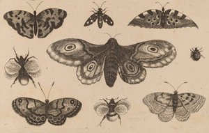 Papillon, papillons et abeilles