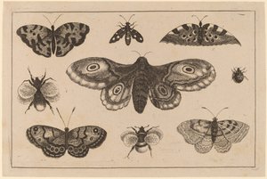 Papillon, papillons et abeilles