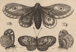 Papillon de nuit, trois papillons et deux coléoptères, 1646