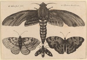 Papillon de nuit et trois papillons