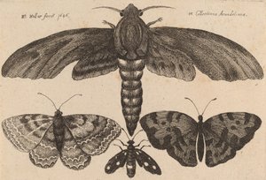 Papillon de nuit et trois papillons
