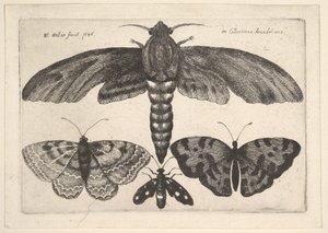 Papillon de Nuit et Trois Papillons