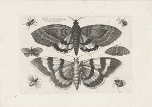 Papillons de nuit et petits insectes
