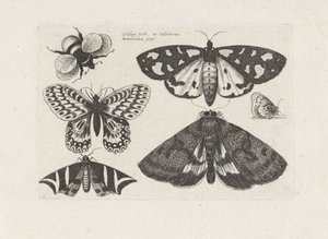 Motten, vlinders en een hommel